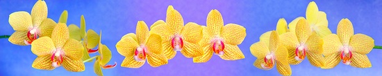 255